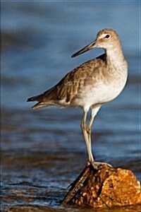 Willet on a Rock in Florida Bird Journal: 150 Page Lined Notebook/Diary (Paperback)