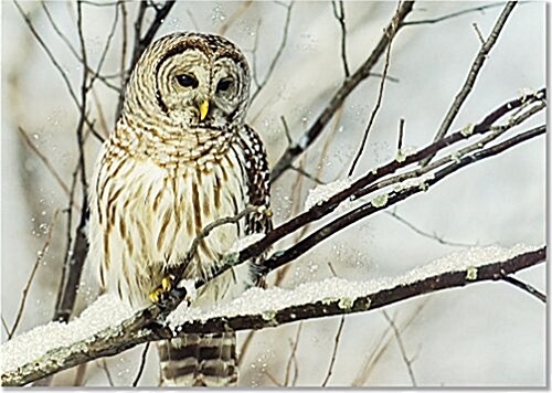 Lg Cards: Owl on a Snowy Branch (Other)