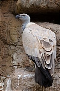Cape Vulture on a Rock Ledge Journal: 150 Page Lined Notebook/Diary (Paperback)