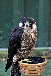 Peregrine Falcon Perched in a Bowl, Birds of the World: Blank 150 Page Lined Journal for Your Thoughts, Ideas, and Inspiration (Paperback)