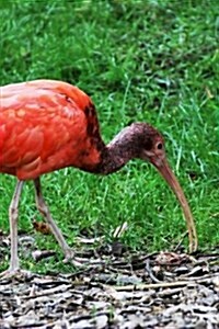 Scarlet Red Ibis Searching for Scraps: Blank 150 Page Lined Journal for Your Thoughts, Ideas, and Inspiration (Paperback)