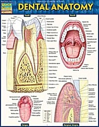Dental Anatomy (Loose Leaf)