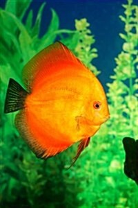 Beautiful Orange Discus Fish Symphysodon: Blank 150 Page Lined Journal for Your Thoughts, Ideas, and Inspiration (Paperback)