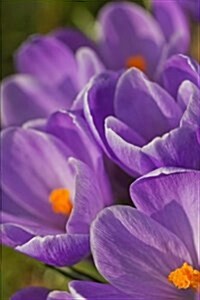 Purple Crocus Flowers Journal: 150 Page Lined Notebook/Diary (Paperback)