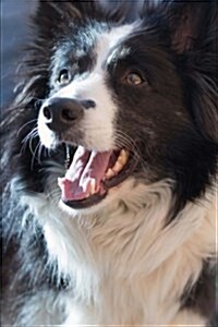 Adorable Black and White Border Collie Dog Journal: 150 Page Lined Notebook/Diary (Paperback)