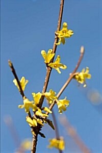 Blooming Yellow Forsythia in the Spring Journal: 150 Page Lined Notebook/Diary (Paperback)