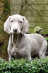 Silver Gray Weimaraner Dog Journal: 150 Page Lined Notebook/Diary (Paperback)