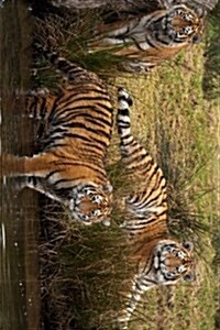 Three Siberian Tigers Lounging by the Water (Paperback, JOU)