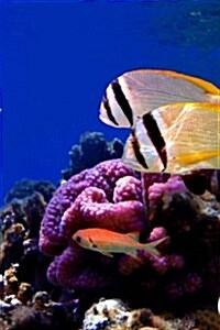 Tropical Fish and Coral on the Reef (Paperback, JOU)