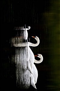 Two Swans and an Ugly Duckling (Paperback, JOU)