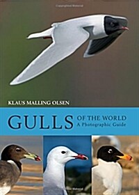 Gulls of the World : A Photographic Guide (Hardcover, Deckle Edge)