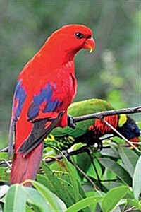 Red Lorikeet Notebook & Journal. Productivity Work Planner & Idea Notepad: Brainstorm Thoughts, Self Discovery, to Do List (Paperback)