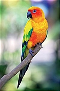 Rainbow Lorikeet Vol.1 Notebook & Journal. Productivity Work Planner & Idea Notepad: Brainstorm Thoughts, Self Discovery, to Do List (Paperback)