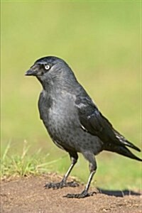 Western Jackdaw (Corvus Monedula) Bird Journal: 150 Page Lined Notebook/Diary (Paperback)