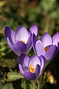 Three Purple Crocus Spring Blooming Flowers Journal: 150 Page Lined Notebook/Diary (Paperback)