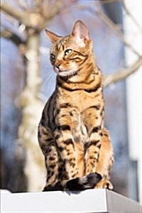 Bengal Cat Enjoying the Sunshine Journal: 150 Page Lined Notebook/Diary (Paperback)