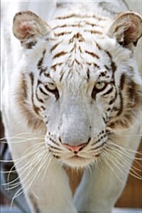 White Bengal Tiger Is Not Amused Journal: 150 Page Lined Notebook/Diary (Paperback)