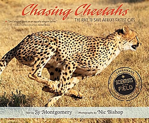 [중고] Chasing Cheetahs: The Race to Save Africa‘s Fastest Cat (Paperback)