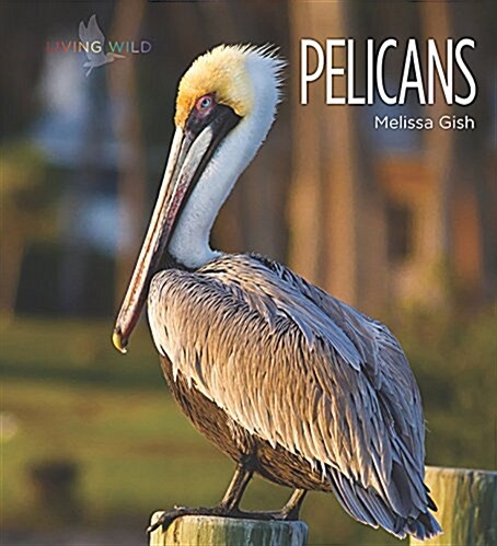 Pelicans (Paperback)